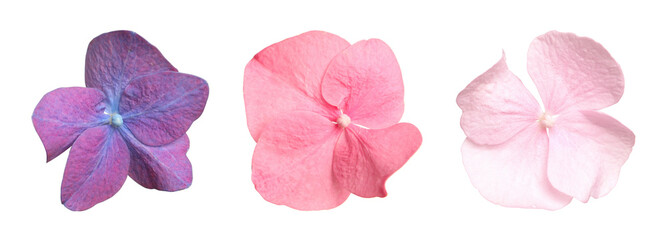 Florets of beautiful hydrangea flowers on white background, collage