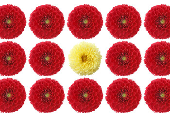 Difference, uniqueness, individuality. Yellow dahlia flower among red ones on white background