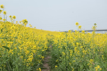 黄色の花　一面の菜の花　日本の春　春の景色　春の河川敷　河川敷の風景