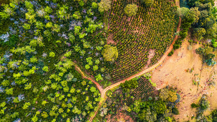 Aerial view of a forest of coffee fields with surrounding forests.