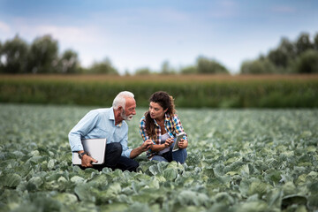 Two farmers crouching and smiling in cabbage field