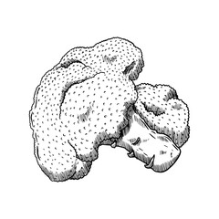hand drawn vector illustration of broccoli vegetable