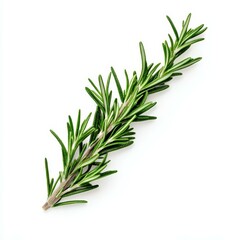 Fototapeta premium A vibrant fresh rosemary branch, with its aromatic needles, stands out against a clean white background.