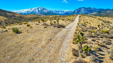 Aerial of Mojave Desert with Snow-Capped Mountains and Joshua Trees