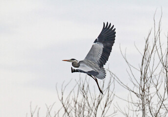 airone cinerino (Ardea cinerea) in volo