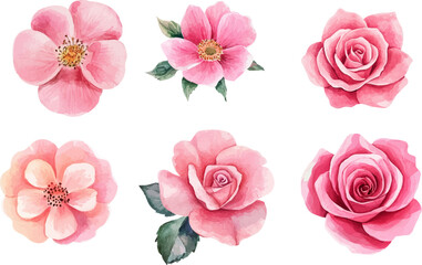 set of pink roses isolated
