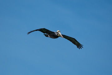 Brown Pelican in Flight