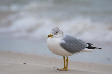 Ring-billed Gull Standing on the Beach with Waves in Background