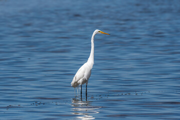 Great Egret Wading in Shallow Water