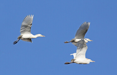 aironi guardabuoi (Bubulcus ibis) in volo