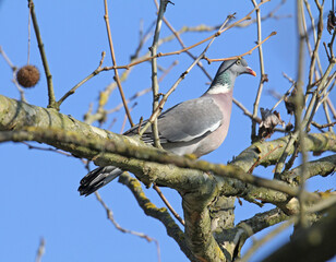 colombaccio (Columba palumbus)