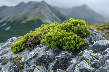 Takakia Moss Takakia lepidozioides Oldest Moss Earth Illustrate patch of Takakia Moss clinging rocky mountainside thriving despite harsh climate over 400 million year researcher document DNA