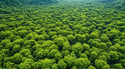 Vast Green Forest Canopy from Above