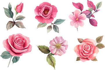 Naklejka premium set of pink roses
