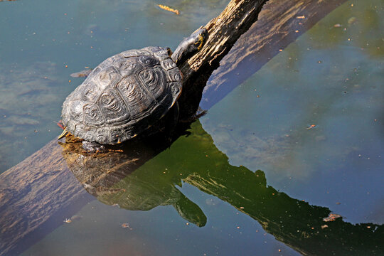 tartaruga americana (Trachemys scripta); alieno ormai naturalizzato