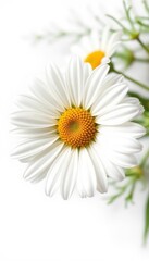 Fototapeta premium Single white daisy blossom, isolated on pure white background, flower, white, art