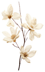 Obraz premium PNG Magnolia flowers magnolia white.