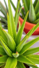 Obraz premium Vibrant green aloe vera plant cluster, isolated, graphic, vibrant, plantation