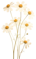 Fototapeta premium PNG Dried flower flowers background daisies.