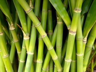 Fototapeta premium Lush Green Bamboo Stalks Nature's Abstract, Fresh, Vertical Growth, Bright, Tropical, Environmentally Friendly, Renewable Resource.