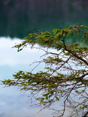 Natural beauty of a lakeside tree branch reflecting in calm water during early morning light