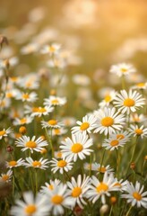 Fototapeta premium Soft, diffused pastel hues, delicate wild daisies scattered across the frame, dreamy, orange