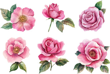 Naklejka premium set of pink roses isolated