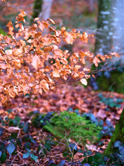 Colors of autumn foliage contrasting with green moss in a serene forest setting during a foggy morning