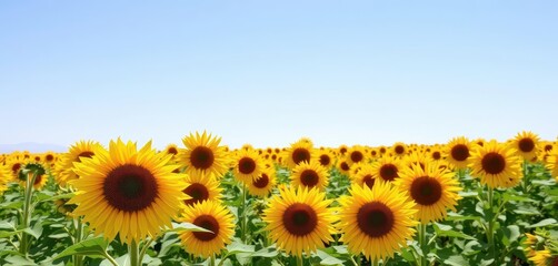 Obraz premium Vibrant yellow sunflowers in a vast field under a clear blue sky, blossom, field