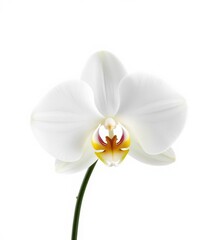 Obraz premium A pristine white orchid, petals delicately unfurled, isolated against a pure white background, image, fragile