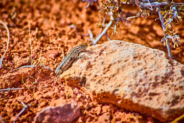 Desert Lizard on Sunlit Rock in Arid Nevada Eye-Level View