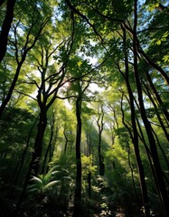 Obraz premium Lush green canopy, sunlight dappling forest floor, ecology, habitat, environment