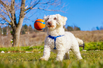 White poodle dog playing and jumping to catch ball in the park