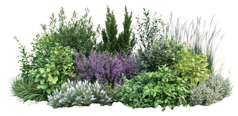 PNG Various shrubs and perennials plants foliage garden.