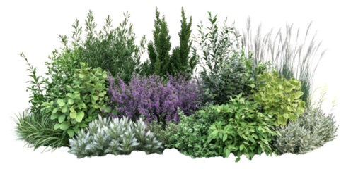 PNG Various shrubs and perennials plants foliage garden.