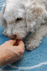 Veterinarian giving treat to small white dog on blue towel