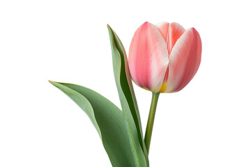 Naklejka premium A single pink tulip with green leaves set against a transparent background