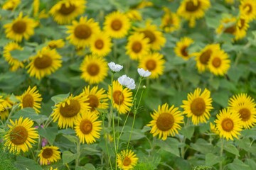 満開のひまわりバックに咲くちょうど見ごろの白いコスモス