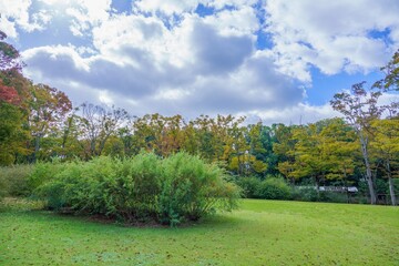 青空バックに見る秋の日本庭園の情景