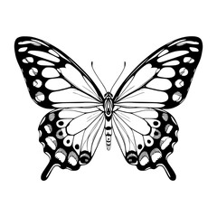 Black & White Butterfly Silhouette Illustration