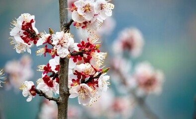 cherry blossom in spring flowers