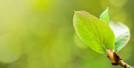 Close-up of fresh green leaves in spring with a blurred background