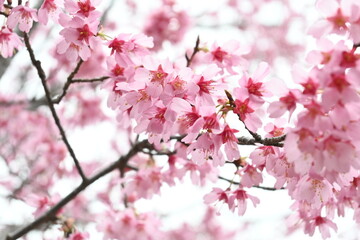 Obraz premium pink cherry blossom