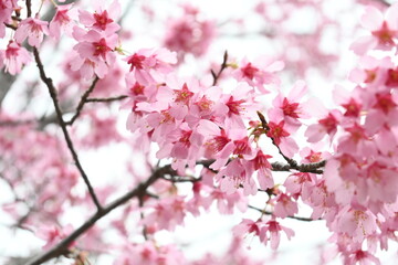Fototapeta premium pink cherry blossom