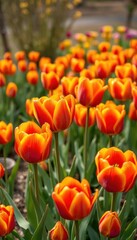 Vibrant red, yellow, and orange tulips in a spring garden, yellow tulips, spring flowers