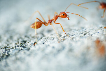 Macro shot of Weaver ants. It vary in color from reddish to yellowish brown dependent on the species