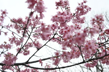 pink cherry blossom
