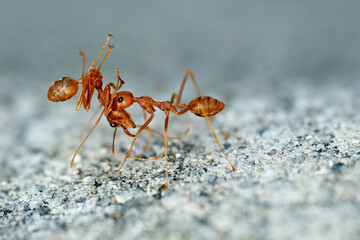 Macro shot of Weaver ants. It vary in color from reddish to yellowish brown dependent on the species