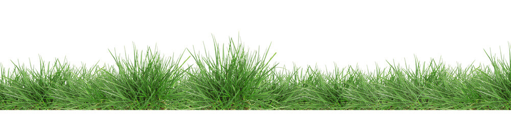 Lush green grass isolated on white, banner design