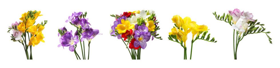 Beautiful freesia flowers on white background, set